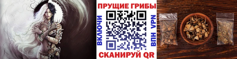 Галлюциногенные грибы GOLDEN TEACHER  ОМГ ОМГ маркетплейс  Домодедово  купить наркоту 